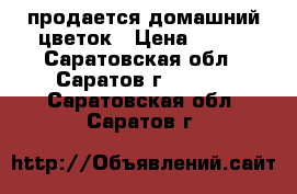 продается домашний цветок › Цена ­ 100 - Саратовская обл., Саратов г.  »    . Саратовская обл.,Саратов г.